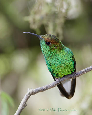 Coppery-headed Emerald (Elvira cupreiceps) photo image