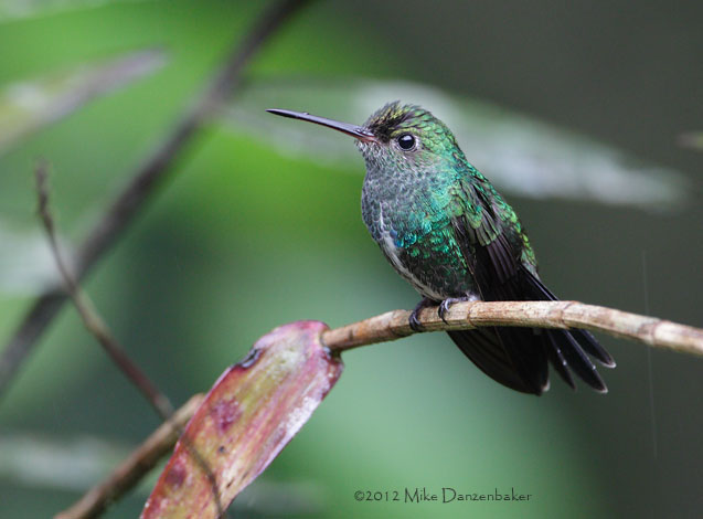 Glittering-throated Emerald (Amazilia fimbriata) photo image