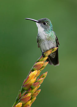 White-chested Emerald (Amazilia brevirostris) photo