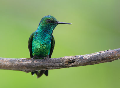 Western Emerald (Chlorostilbon melanorhynchus) photo image