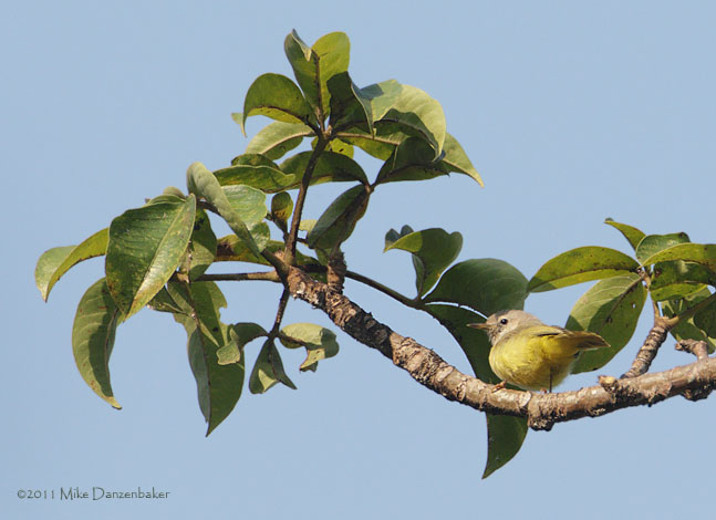 Senegal Eremomela (Eremomela pusilla) photo image
