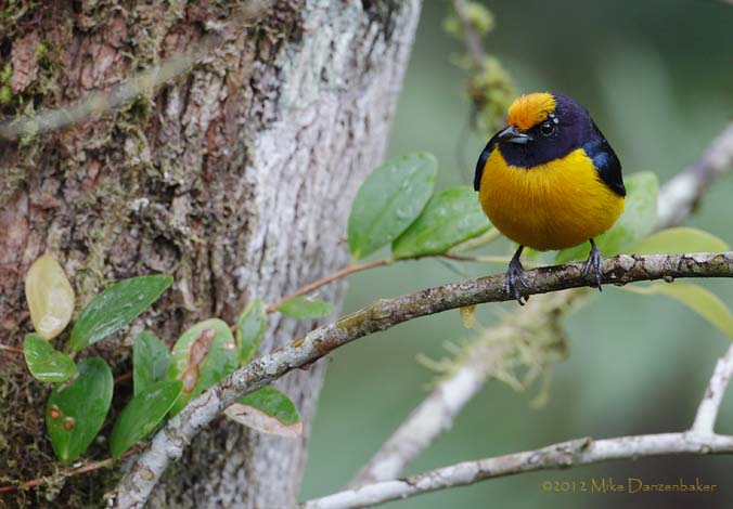 Orange-bellied Euphonia (Euphonia xanthogaster) photo