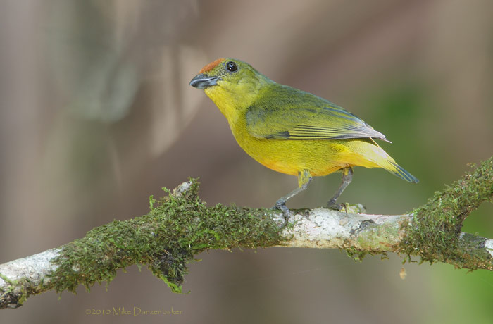 Spot-crowned Euphonia (Euphonia imitans) photo image