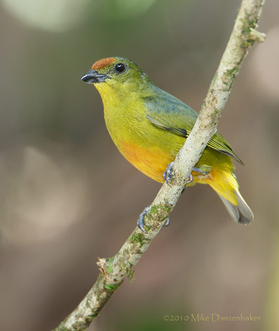 Spot-crowned Euphonia (Euphonia imitans) photo image