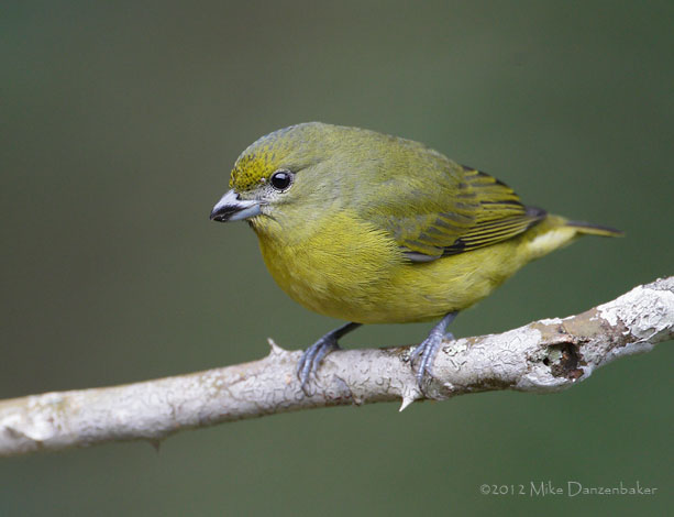Thick-billed Euphonia (Euphonia laniirostris) photo image