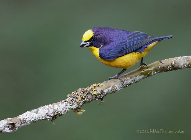 Thick-billed Euphonia (Euphonia laniirostris) photo image