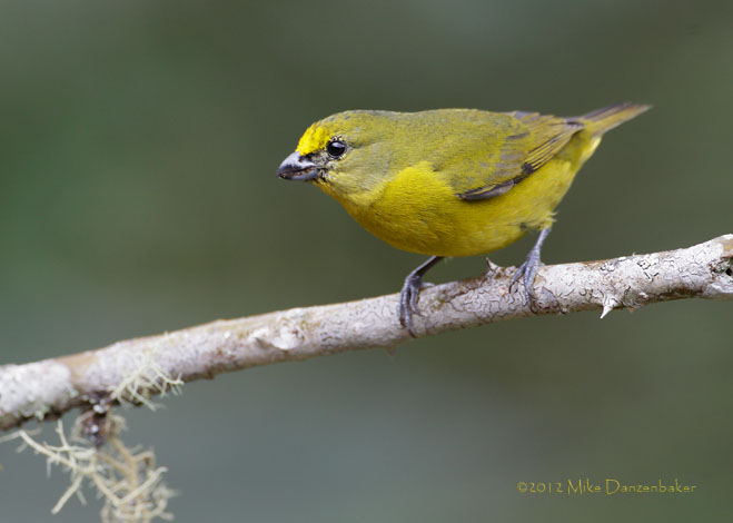 Thick-billed Euphonia (Euphonia laniirostris) photo image