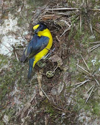 Yellow-throated Euphonia (Euphonia hirundinacea) photo