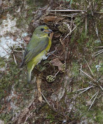 Yellow-throated Euphonia (Euphonia hirundinacea) photo