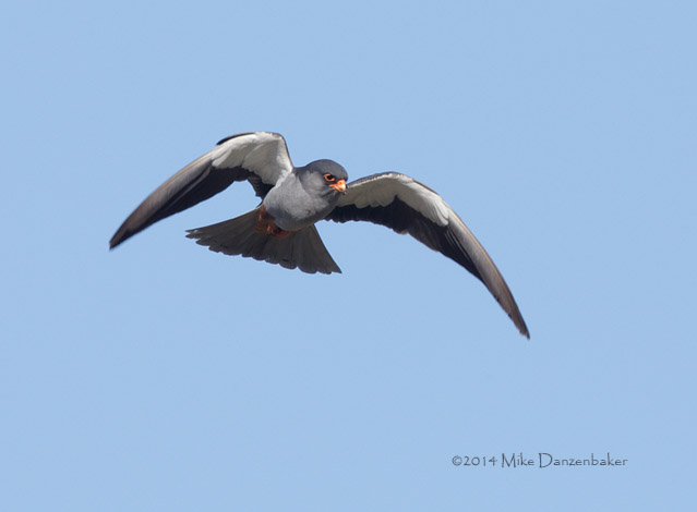 Amur Falcon (Falco amurensis) photo image