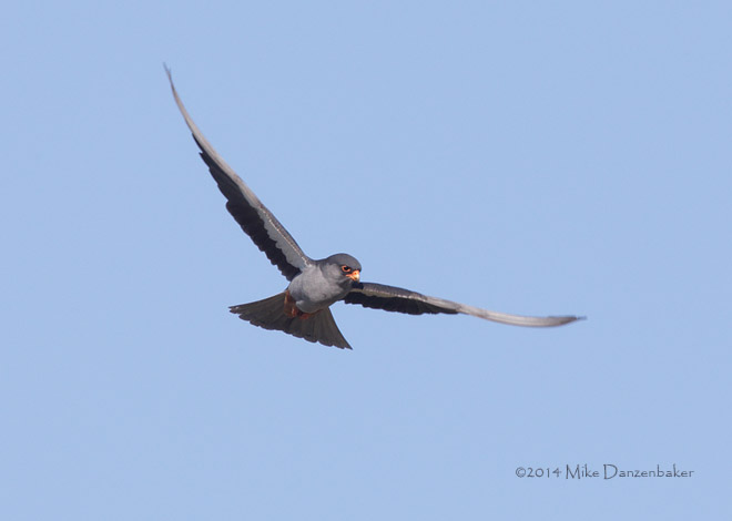 Amur Falcon (Falco amurensis) photo image