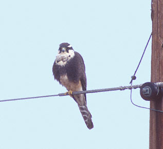 Aplomado Falcon (Falco femoralis) photo image