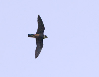 Bat Falcon (Falco rufigularis) photo image