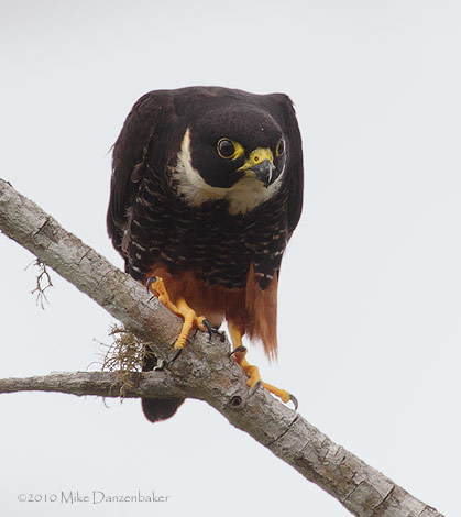 Bat Falcon (Falco rufigularis) photo