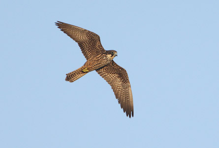 Eleonora's Falcon (Falco eleonorae) photo image