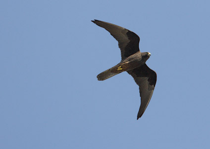 Eleonora's Falcon (Falco eleonorae) photo image