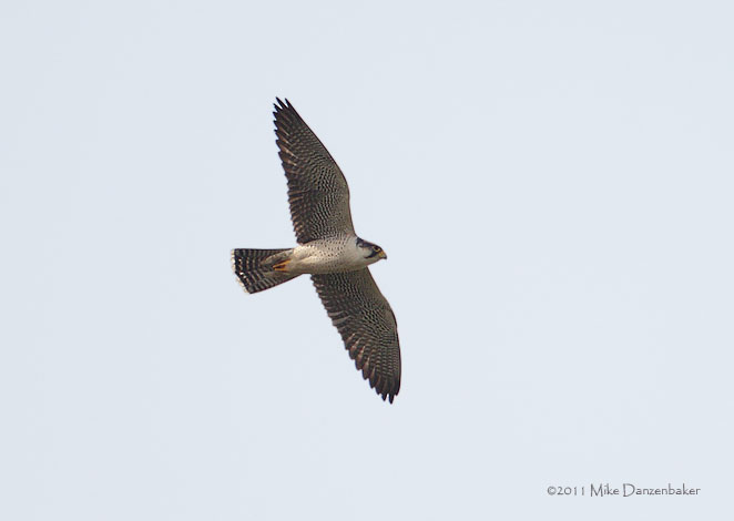 Lanner Falcon (Falco biarmicus) photo image