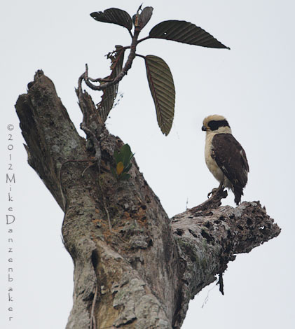 Laughing Falcon (Herpetotheres cachinnans) photo