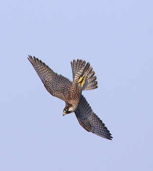 Peregrine Falcon (Falco peregrinus) photo image