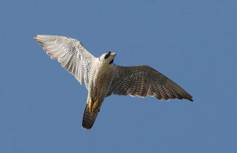 Peregrine Falcon (Falco peregrinus) photo image