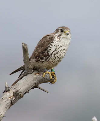 Prairie Falcon (Falco mexicanus) photo image