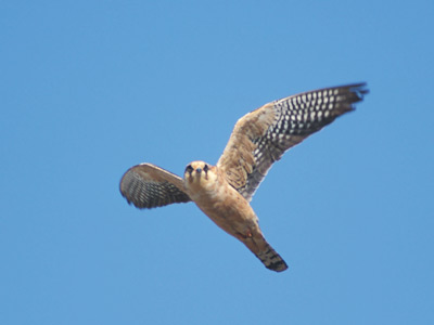 Red-footed Falcon (Falco vespertinus) photo image