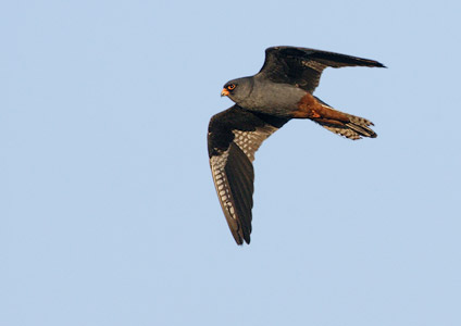 Red-footed Falcon (Falco vespertinus) photo image