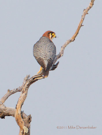 Red-necked Falcon (Falco chicquera) photo image
