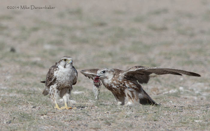 Saker Falcon (Falco cherrug) photo image