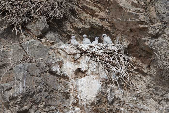 Saker Falcon (Falco cherrug) photo image