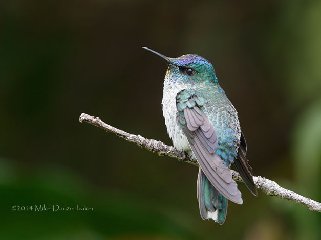 Juan Fernandez Firecrown (Sephanoides fernandensis) photo image