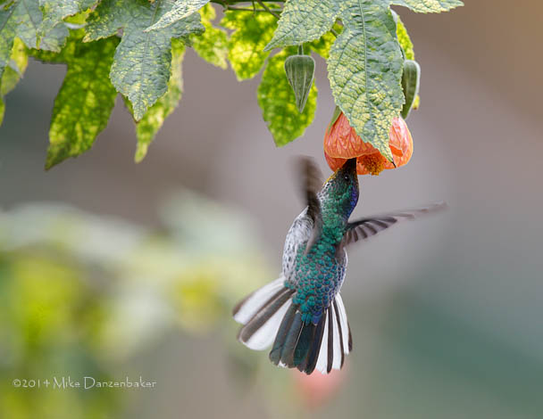 Juan Fernandez Firecrown (Sephanoides fernandensis) photo image