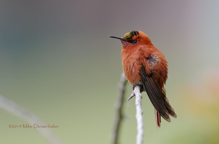Juan Fernandez Firecrown (Sephanoides fernandensis) photo image