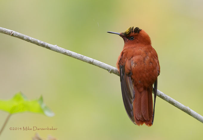Juan Fernandez Firecrown (Sephanoides fernandensis) photo image