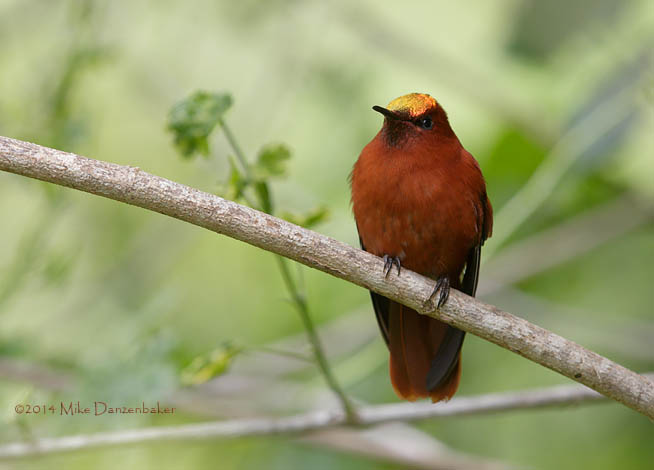 Juan Fernandez Firecrown (Sephanoides fernandensis) photo image