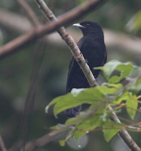 Purple-throated Fruitcrow (Querula purpurata) photo image