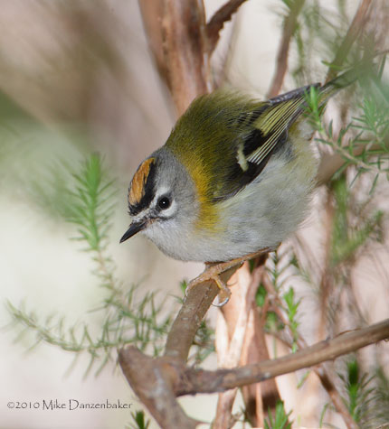 Madeira Firecrest (Regulus madeira) photo