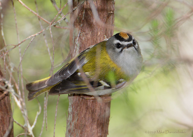 Madeira Firecrest (Regulus madeira) photo
