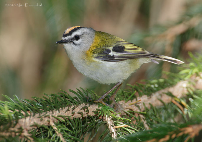 Madeira Firecrest (Regulus madeira) photo