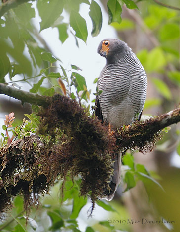 Barred Forest-Falcon (Micrastur ruficollis) photo