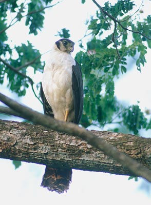 Collared Forest-Falcon (Micrastur semitorquatus) photo image