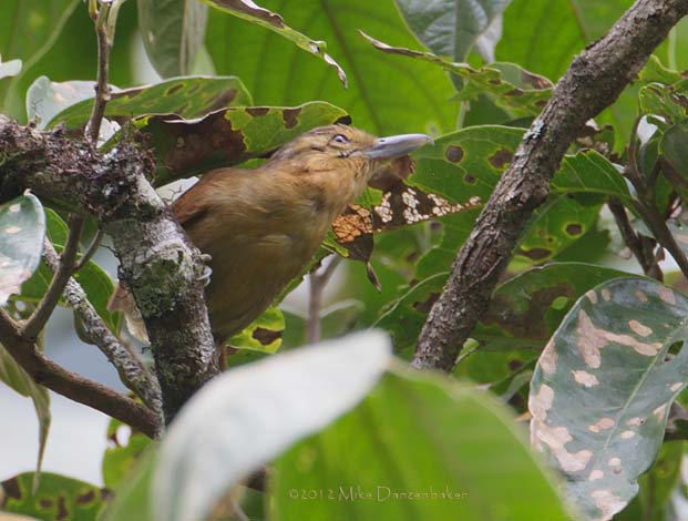 Buff-fronted Foliage-gleaner (Philydor rufum) photo