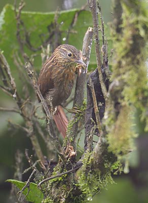 Lineated Foliage-gleaner (Syndactyla subalaris) photo image