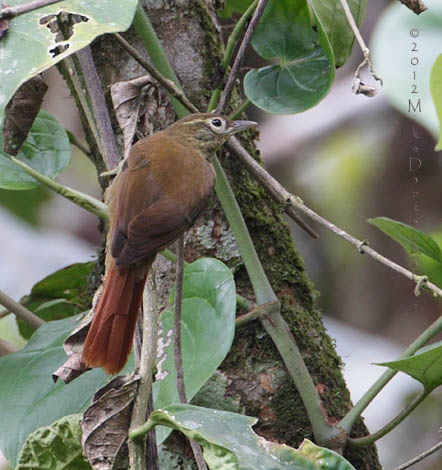 Montane Foliage-gleaner (Anabacerthia striaticollis) photo