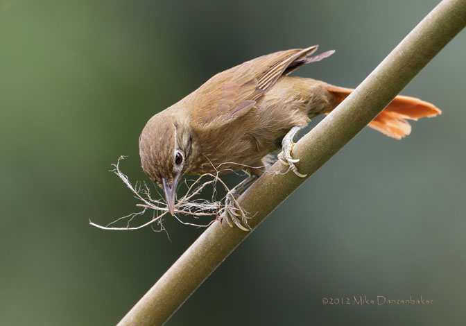 Montane Foliage-gleaner (Anabacerthia striaticollis) photo
