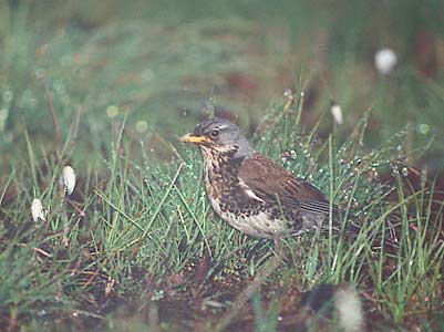 Fieldfare (Turdus pilaris) photo image
