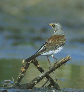 Fieldfare (Turdus pilaris) photo image