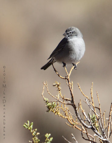 Ash-breasted Sierra Finch (Phrygilus plebejus) photo image
