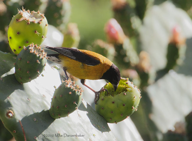 Black-hooded Sierra Finch (Phrygilus atriceps) photo image