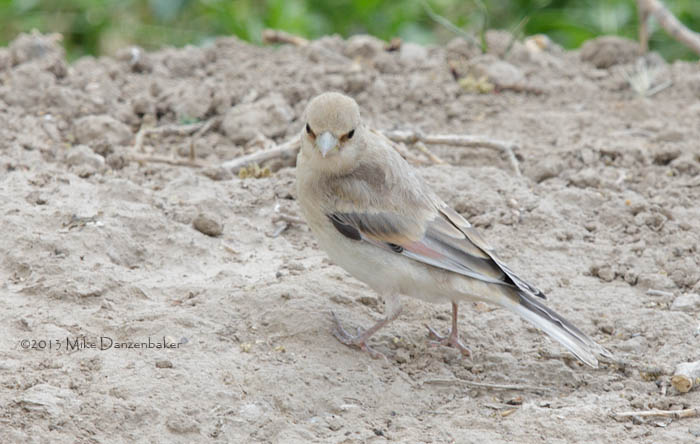 Desert Finch (Rhodospiza obsoleta) photo